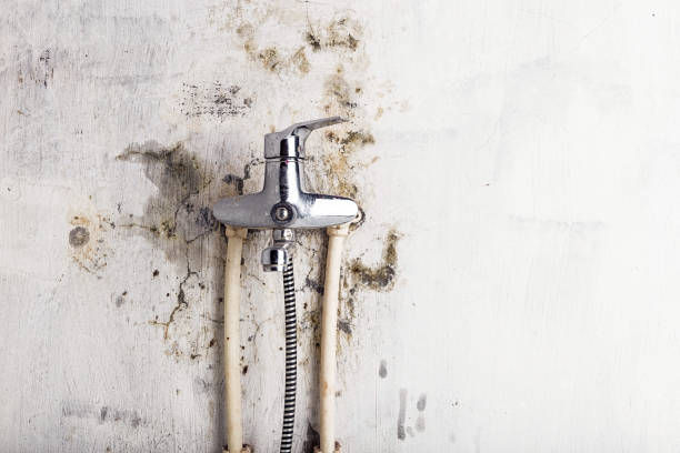 Mold Testing and Removal in Inglenook, CT