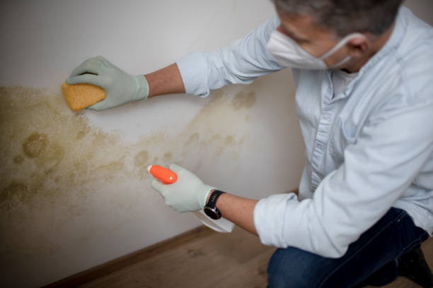 Best Black Mold Removal  in Inglenook, CT