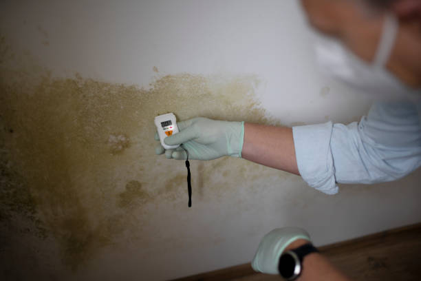 Best Office Mold Removal Services  in Inglenook, CT