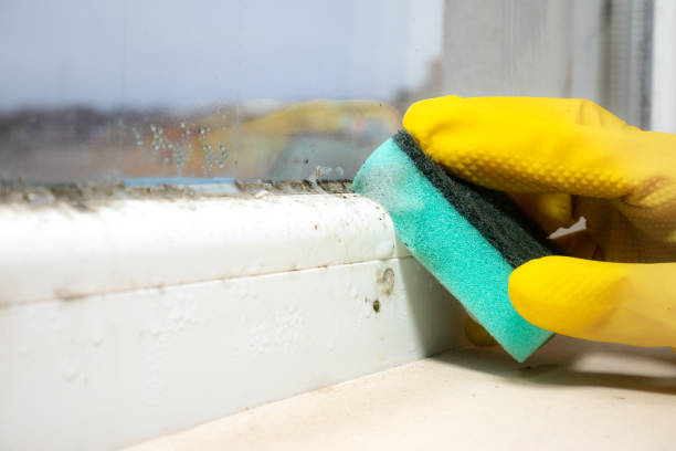 Best Crawl Space Mold Removal  in Inglenook, CT