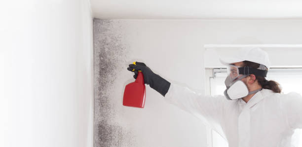 Best Emergency Mold Removal  in Inglenook, CT