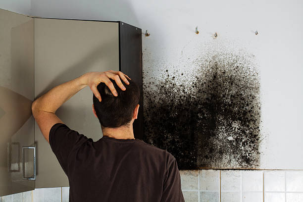 Best Commercial Mold Removal  in Inglenook, CT