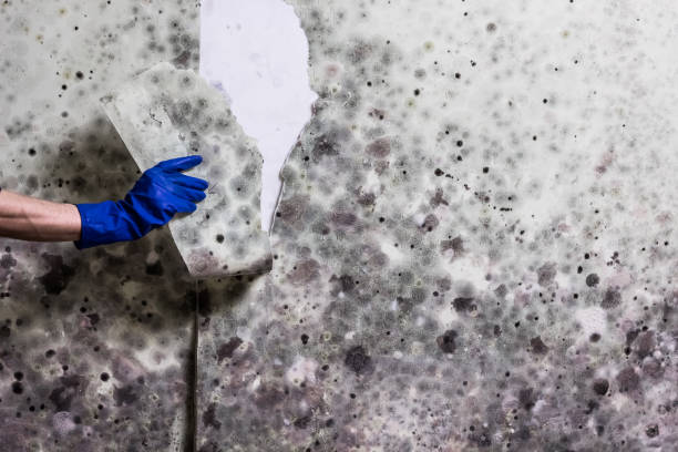 Best Best Mold Removal Companies  in Inglenook, CT