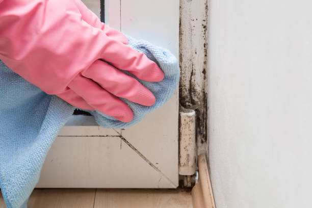 Best Certified Mold Removal  in Inglenook, CT