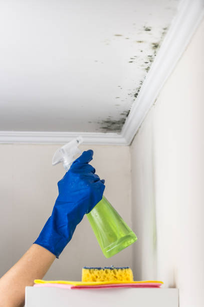 Best Fast Mold Removal  in Inglenook, CT