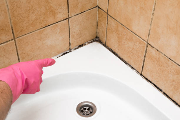 Best Home Mold Removal  in Inglenook, CT
